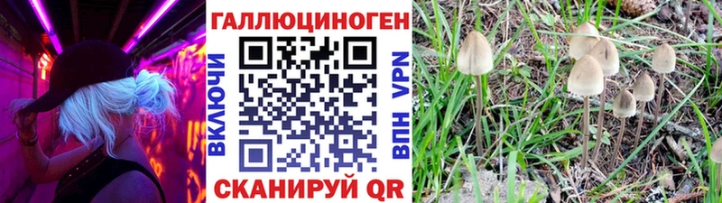 Купить закладки  Кувшиново  Галлюциногенные грибы Cubensis 