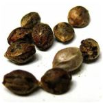 Семена марихуаны АК-47  (Seeds AK-47) в Кувшиново